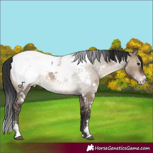 Horse Color:White Spotted Brown Dun Sabino Appaloosa 