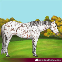 Horse Color:Bay Leopard and Bay Leopard