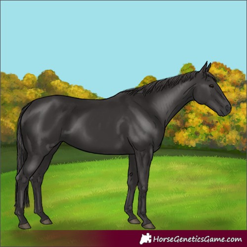 Horse Color:Smoky Black 