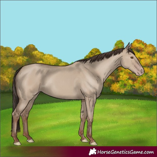 Horse Color:Classic Champagne Dun 