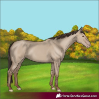Horse Color:Classic Champagne Dun