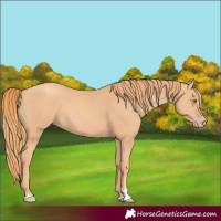 Horse Color:Gold Champagne