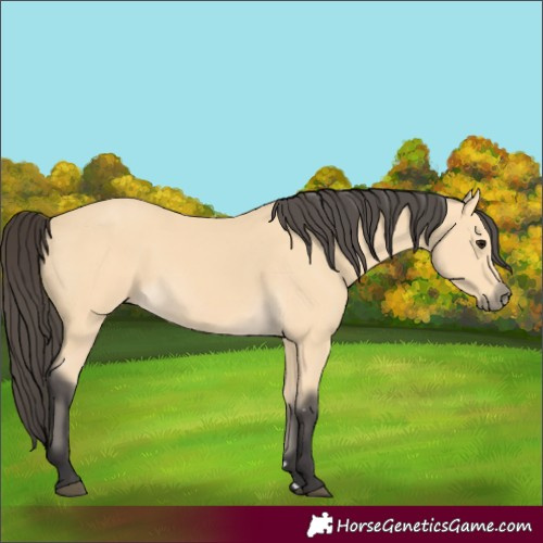 Horse Color:Buckskin