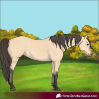 Horse Color:Buckskin