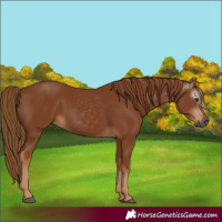 Horse Color:Gray Chestnut 