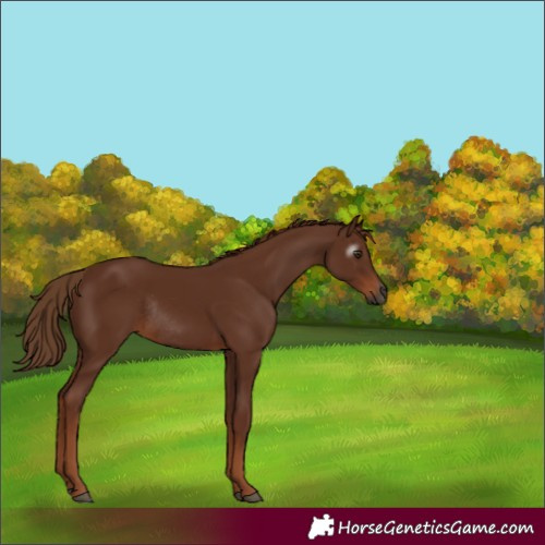 Horse Color:Gray Chestnut Rabicano