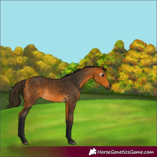 Horse Color:Gray Buckskin Rabicano