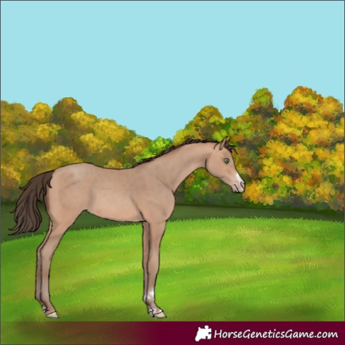 Horse Color:Amber Champagne 