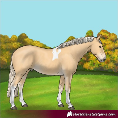 Horse Color:Palomino Tobiano 