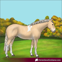 Horse Color:Palomino Tobiano 