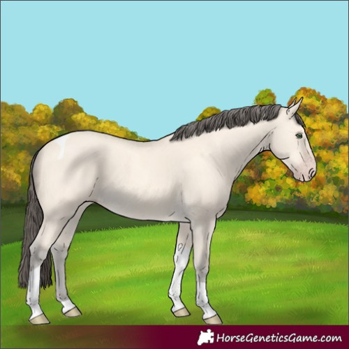 Horse Color:Amber Cream Champagne Tobiano 