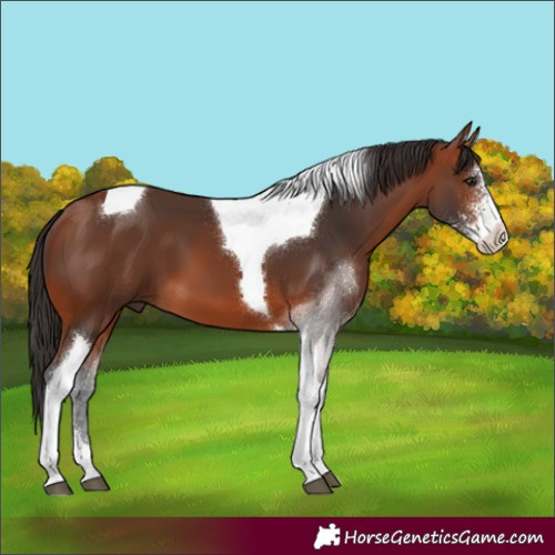 Horse Color:Bay Sabino Tobiano 