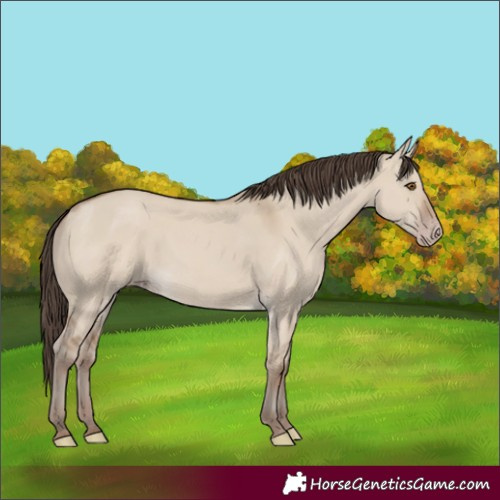 Horse Color:Classic Champagne Dun 