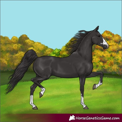 Horse Color:Unknown 