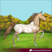 Horse Color:Amber Cream Champagne Tobiano Blanket