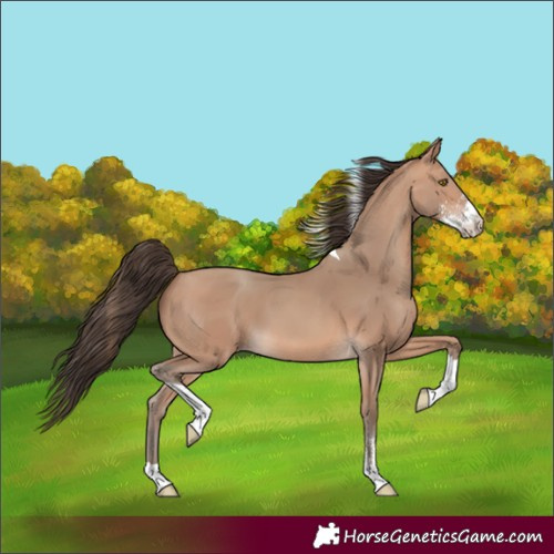 Horse Color:Amber Champagne Sabino Tobiano