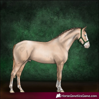 Horse Color:Gold Champagne Pearl Rabicano and Gold Champagne Pearl Splash Rabicano