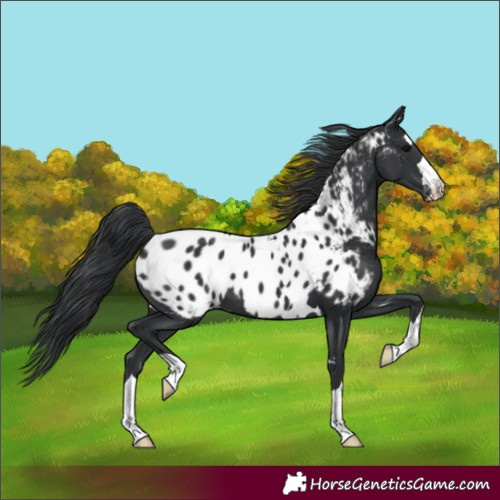 Horse Color:Black Near Leopard
