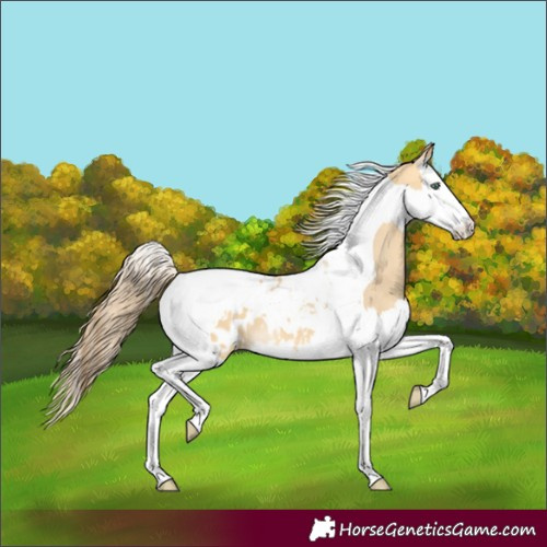 Horse Color:Amber Cream Champagne Dun Splash Tobiano Blanket 