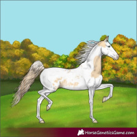 Horse Color:Amber Cream Champagne Dun Splash Tobiano Appaloosa 