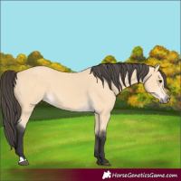 Horse Color:Buckskin 
