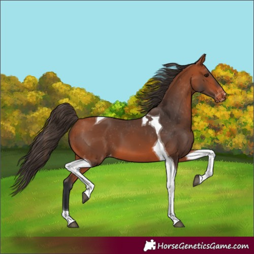 Horse Color:Bay Tobiano Varnish 