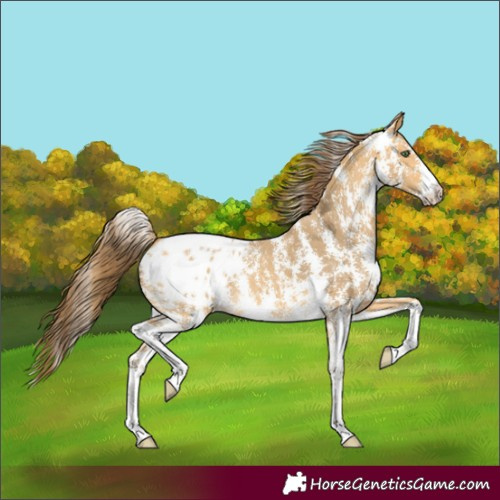 Horse Color:Amber Cream Champagne Sabino Appaloosa
