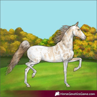 Horse Color:Amber Cream Champagne Sabino Appaloosa