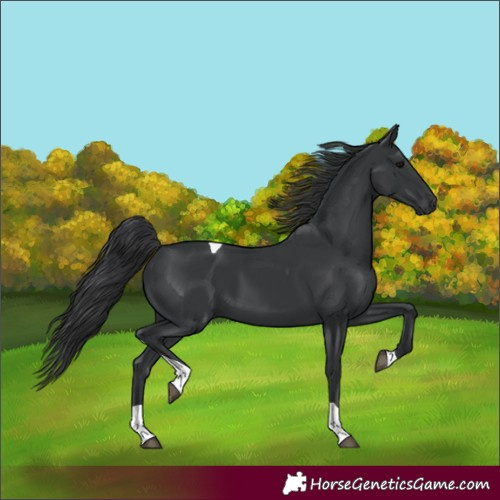 Horse Color:Black Tobiano 