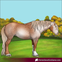 Horse Color:Gray Gold Champagne Tobiano 