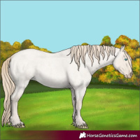 Horse Color:Smoky Creme Roan Dun 