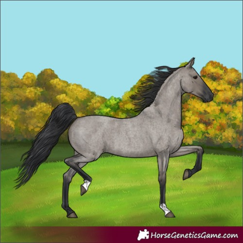 Horse Color:Grullo Roan 