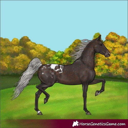 Horse Color:Silver Brown Appaloosa