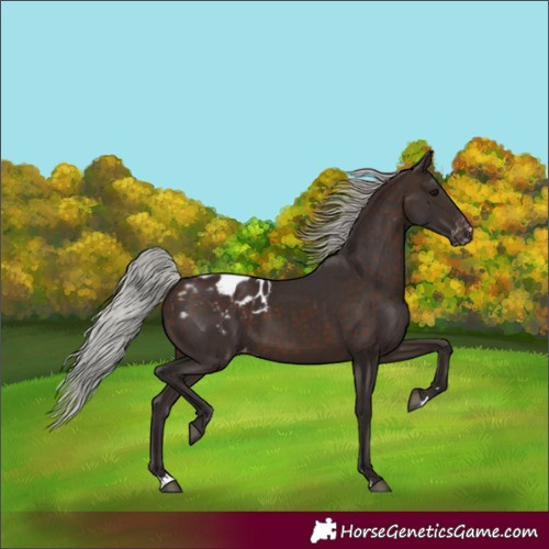Horse Color:Silver Brown Appaloosa