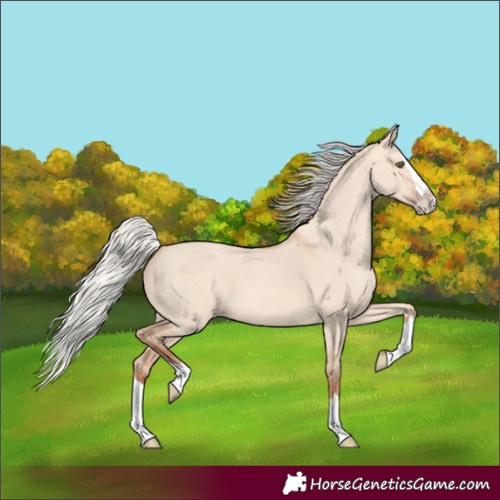 Horse Color:Silver Amber Champagne Dun Splash 