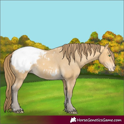 Horse Color:Amber Cream Champagne Appaloosa