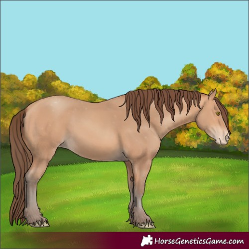 Horse Color:Amber Champagne Appaloosa 