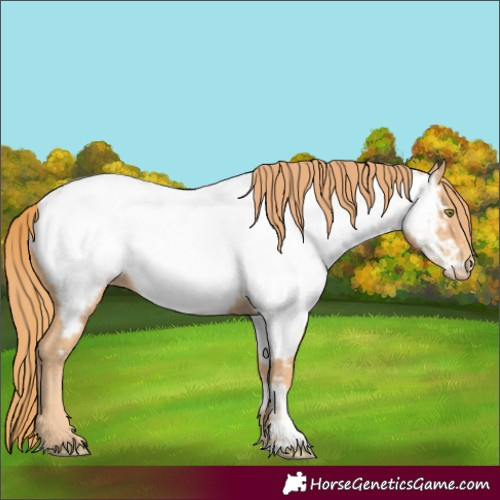 Horse Color:Gold Champagne Appaloosa 