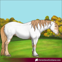Horse Color:Gold Champagne Appaloosa