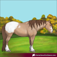 Horse Color:Amber Champagne Appaloosa