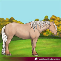 Horse Color:Silver Classic Champagne Appaloosa 