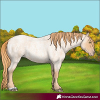 Horse Color:Gold Champagne Roan