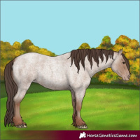 Horse Color:Classic Champagne Roan 