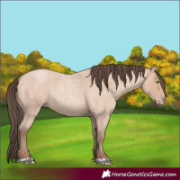 Horse Color:Amber Champagne Roan 