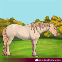 Horse Color:Gold Champagne Roan