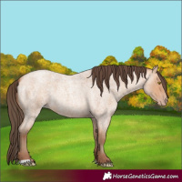 Horse Color:Amber Champagne Roan 