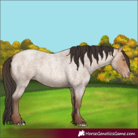 Horse Color:Amber Champagne Roan 