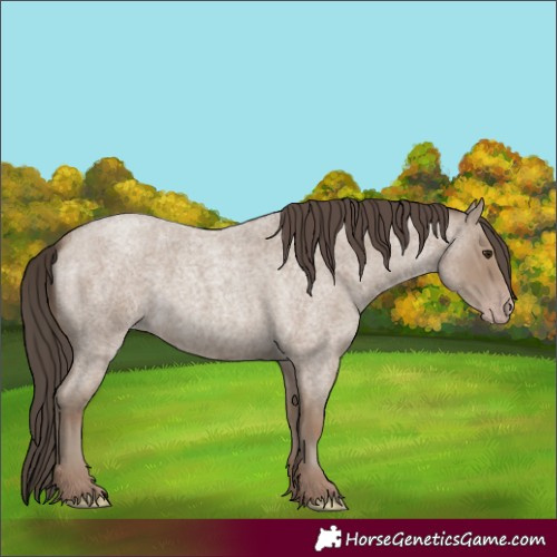 Horse Color:Classic Champagne Roan 