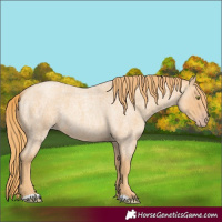 Horse Color:Gold Champagne Roan 