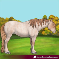 Horse Color:Gold Champagne Roan